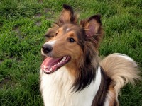 /album/shetland-sheepdog/shetland-sheepdog-1-jpg/